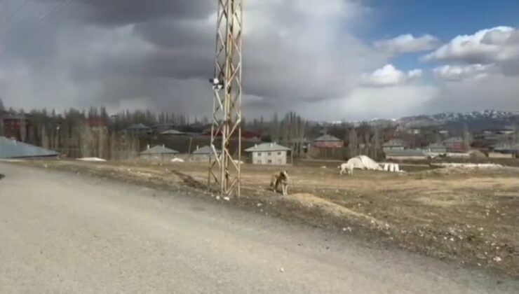 Sahipsiz köpeklerin kovaladığı kedi direkte saatlerce mahsur kaldı