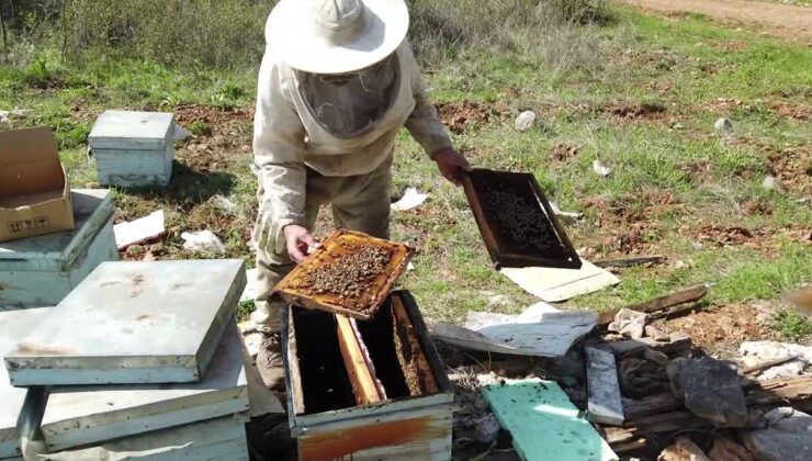 Ayı 13 kovanı parçaladı, arıcı ne yapacağını şaşırdı