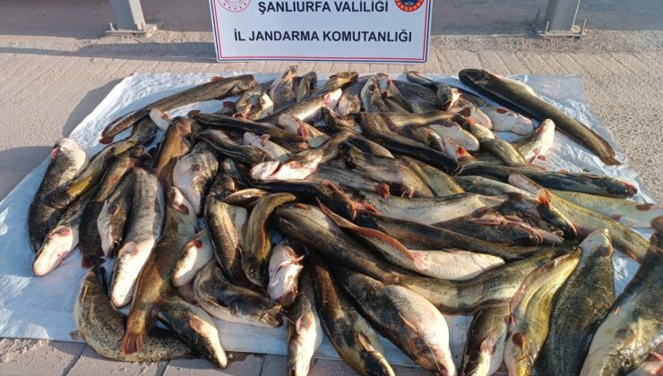 Kaçak balık avlayan kişiye 24 bin lira ceza