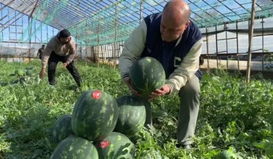 Serik’te erkenci karpuz hasadı başladı, ürünler yolda