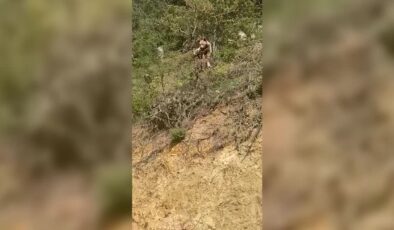 Tarlaya giden çiftçi ayıyla burun buruna geldi
