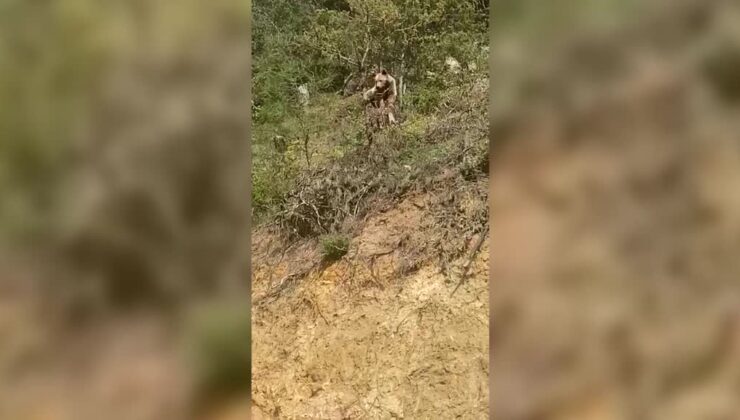 Tarlaya giden çiftçi ayıyla burun buruna geldi