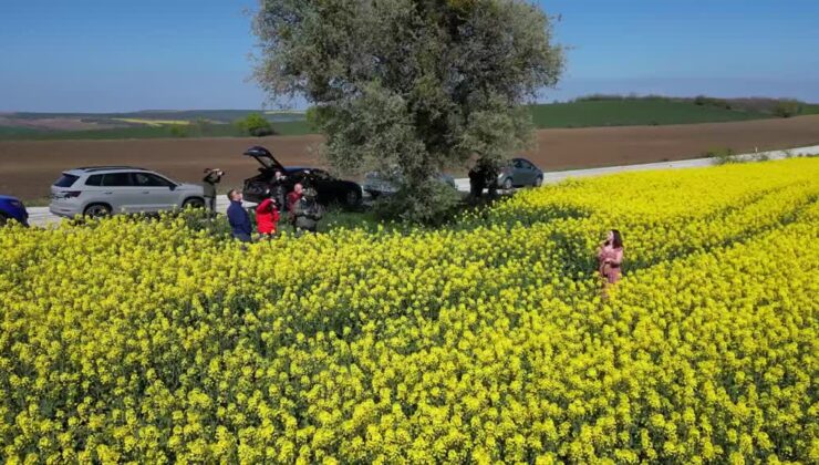 Kanola tarlaları, doğa tutkunlarına eşsiz kareler sunuyor