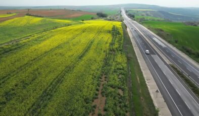 Kanola tarlaları Tekirdağ yollarına renkli bir rota sundu