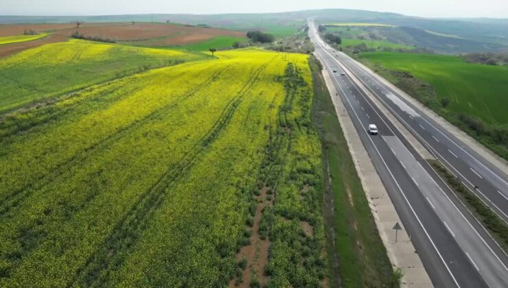 Kanola tarlaları Tekirdağ yollarına renkli bir rota sundu