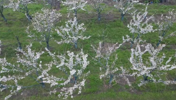 Kiraz bahçeleri çiçek açtı, doğa beyaz gelinliğe büründü