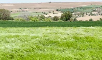 Trakya’da artan böcek popülasyonu tarımsal üretimi olumsuz etkiliyor