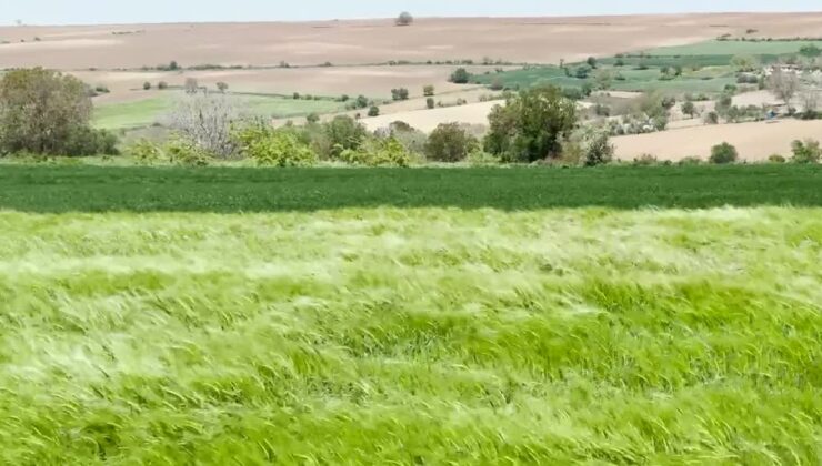 Trakya’da artan böcek popülasyonu tarımsal üretimi olumsuz etkiliyor