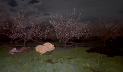 Erzincan’da üretici don nöbetinde: Kayısı çiçekleri için ateş yakıyorlar