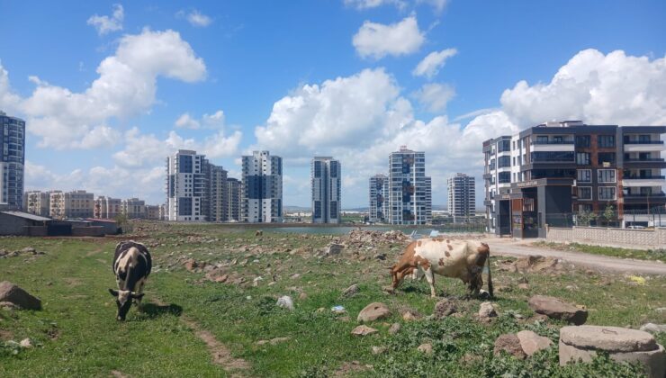Diyarbakır’da Modern Kent ve Köy Hayatı iç içe geçti