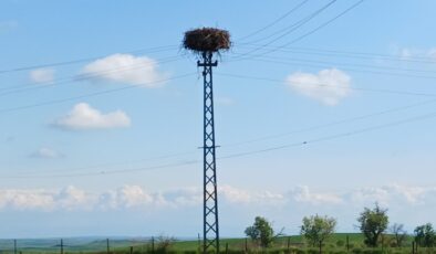 Leylekler Diyarbakır’ı Mesken Tuttu: Elektrik direkleri yuvalarla doldu