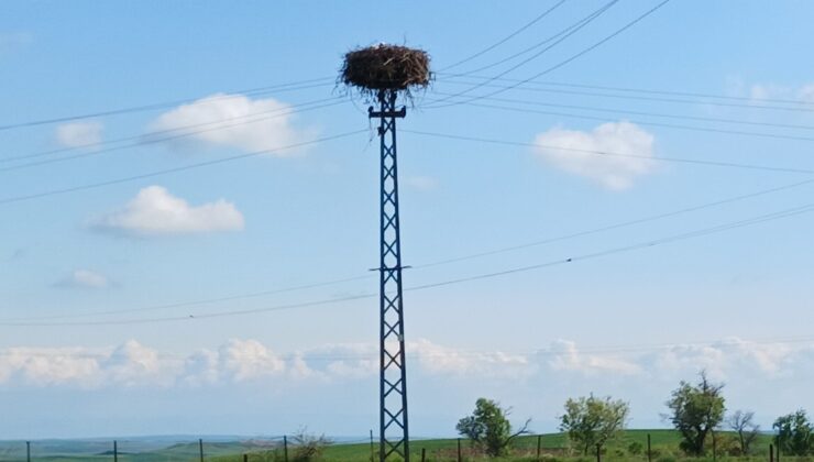 Leylekler Diyarbakır’ı Mesken Tuttu: Elektrik direkleri yuvalarla doldu