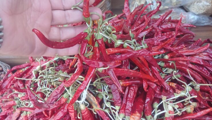 Diyarbakır’ın en acı isotu tezgahlarda: Demeti 50 TL’den Satılıyor
