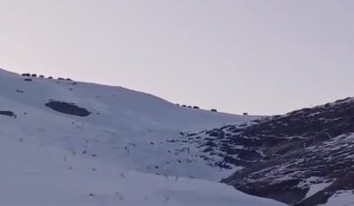 Sarıkamış’ta yiyecek arayan yaban domuzları sürü halinde görüntülendi