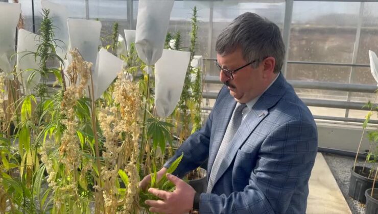 Yerli kenevir tohumu çeşitleri üretmek için ıslah çalışması yürütülüyor
