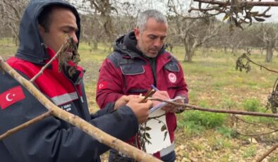 Adıyaman’da zirai don sonrası meyve bahçelerinde zarar tespiti başladı