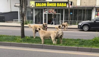 Diyarbakır’da sokak köpekleri öğrencileri tedirgin ediyor!