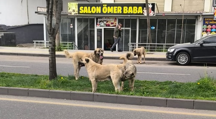 Diyarbakır’da sokak köpekleri öğrencileri tedirgin ediyor!
