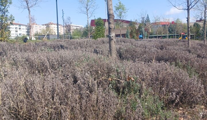 Diyarbakır’da Bahar Kokusu: Millet Bahçesi Lavanta ile buluştu