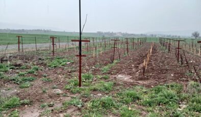 Kulp’ta Yağmurla Bağ ve Bahçelere bereket geldi