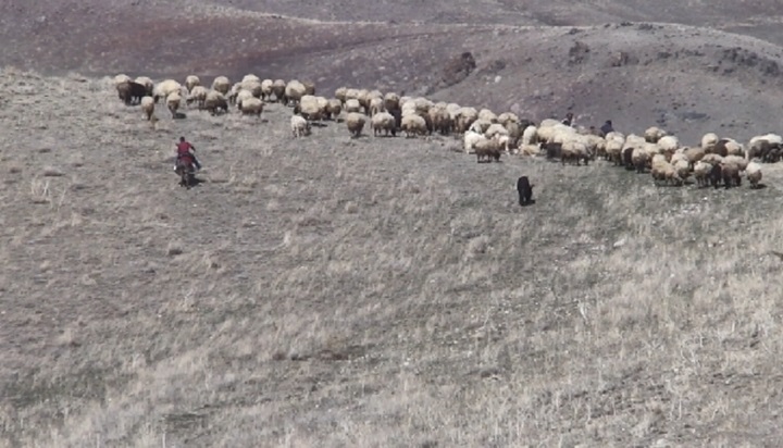 Van’da kışı atlatan besiciler koyunlarını meralara saldı