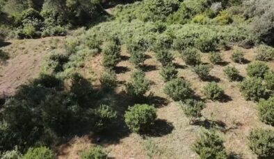Altın damlayan ağaçlar Ula’da yeniden hayat buluyor