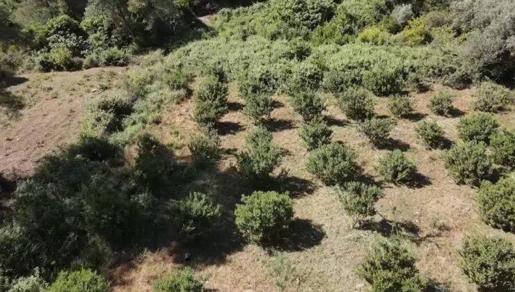 Altın damlayan ağaçlar Ula’da yeniden hayat buluyor