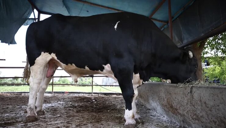 1,2 tonluk kurbanlık boğa bayram öncesi alıcısını bekliyor