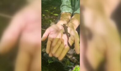 Sarı benekli semender Batman’da görüntülendi