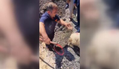Kanalizasyona sıkışan kuzu ekiplerce borudan çıkarıldı