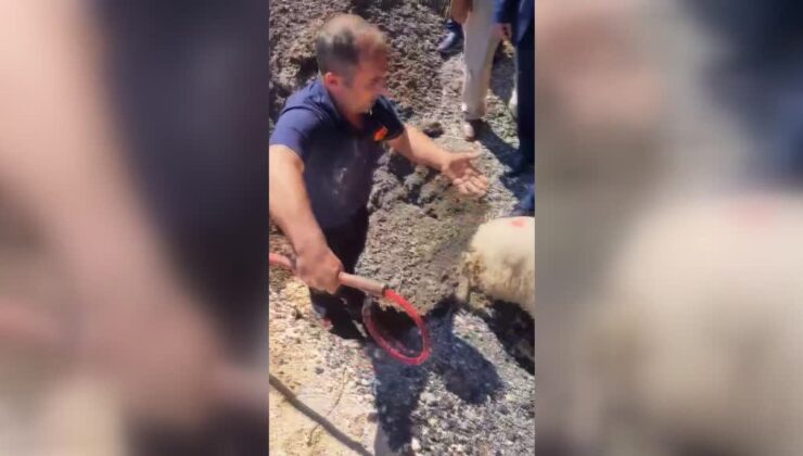Kanalizasyona sıkışan kuzu ekiplerce borudan çıkarıldı