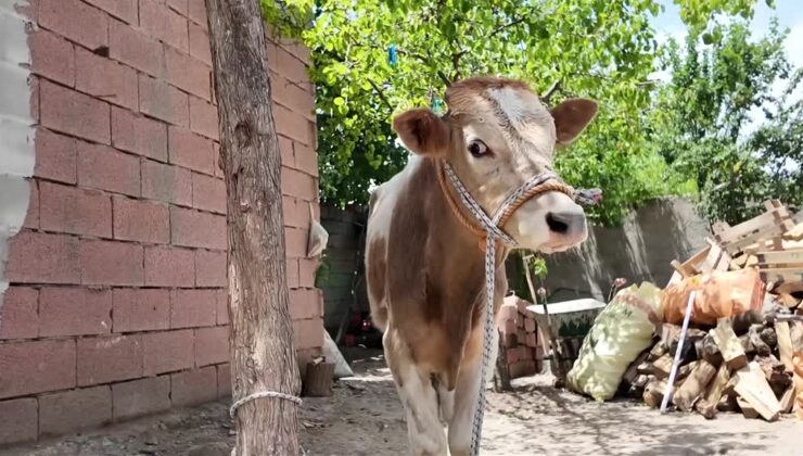3 aylıkken ahırdan kaçan buzağı 9 ay sonra bulundu