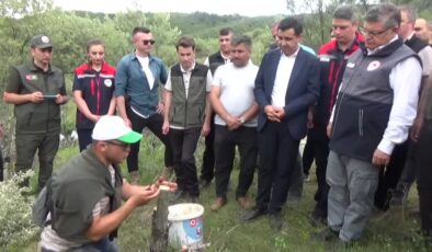 80 bin yabani zeytin ağacı aşılanarak ekonomiye kazandırılıyor
