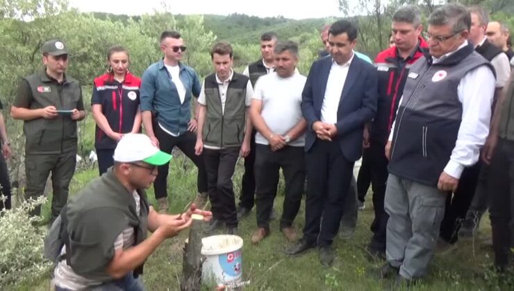 80 bin yabani zeytin ağacı aşılanarak ekonomiye kazandırılıyor