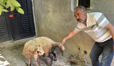 Adıyaman’da başıboş köpeklerin saldırdığı 5 koyun telef oldu