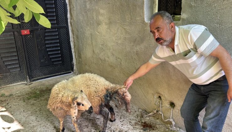 Adıyaman’da başıboş köpeklerin saldırdığı 5 koyun telef oldu