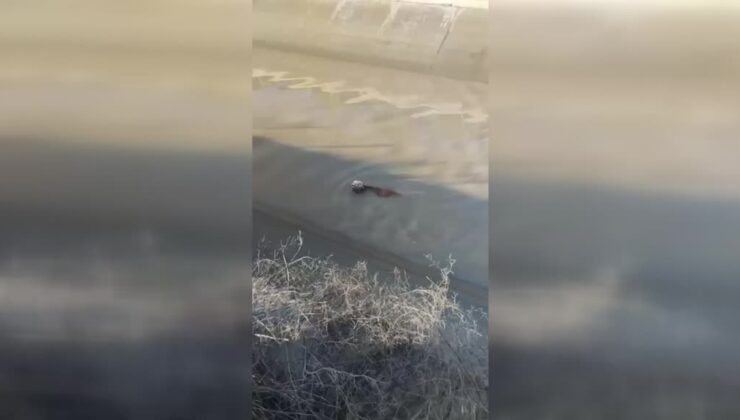Kars’ta büyükbaş hayvanlar için zamanla yarışıldı