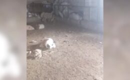 Başıboş köpekler ağıla saldırdı, çiftçi büyük zarara uğradı