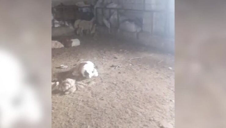 Başıboş köpekler ağıla saldırdı, çiftçi büyük zarara uğradı