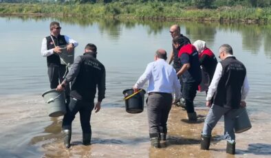 Coğrafi işaretli Konuralp pirincinin ekimi yapıldı