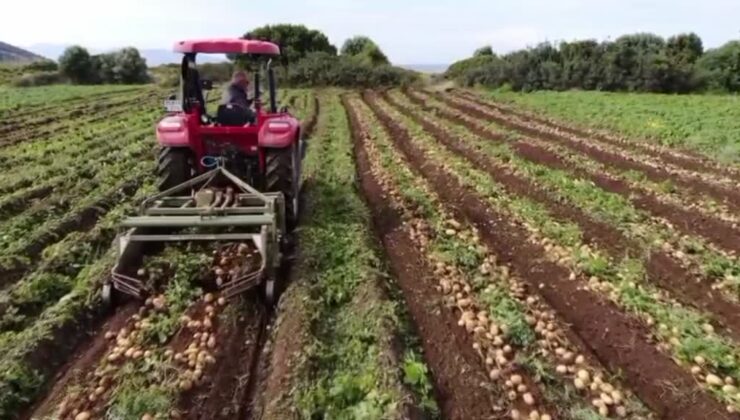 Turfanda patatesin hasadı başladı, ilk ürünler yola çıktı
