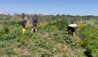 Dicle Nehri’ndeki adacıklarda ekili 1220 kök Hint keneviri ele geçirildi