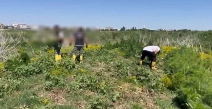 Dicle Nehri’ndeki adacıklarda ekili 1220 kök Hint keneviri ele geçirildi
