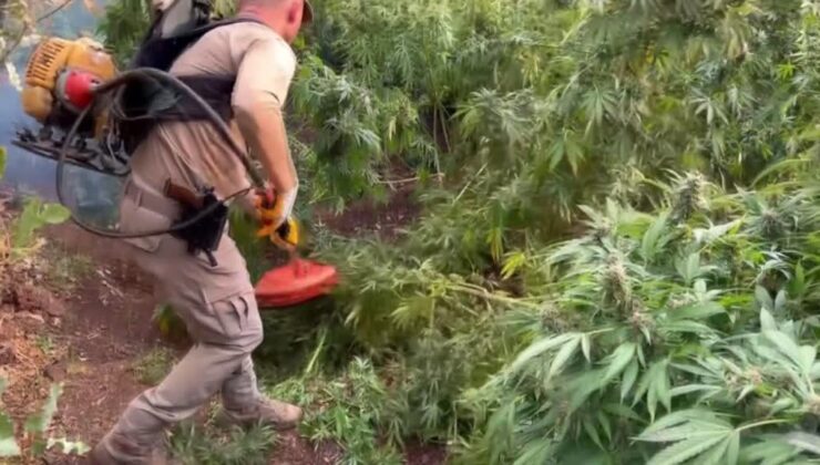 Diyarbakır’da 3 milyon 476 bin kök kenevir ve skunk ele geçirildi