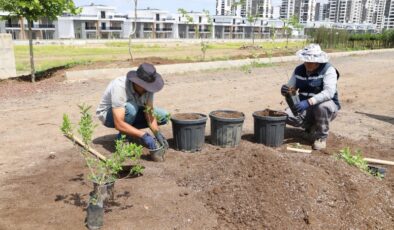 Diyarbakır’da aronya ve yaban mersini üretimi başlatıldı