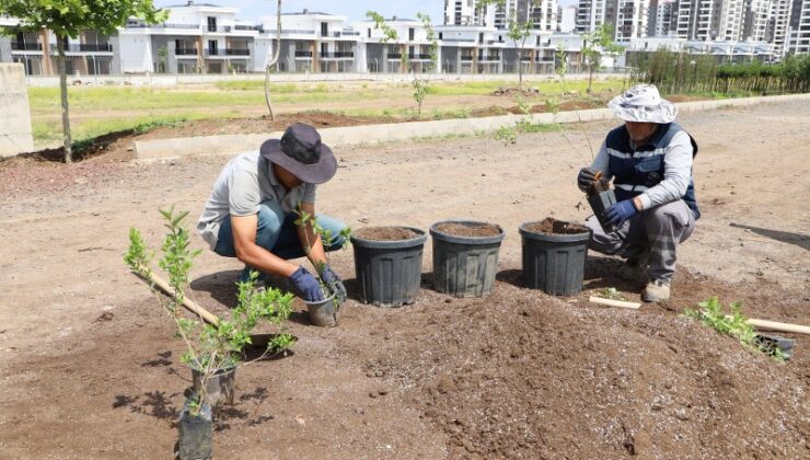 Diyarbakır’da aronya ve yaban mersini üretimi başlatıldı