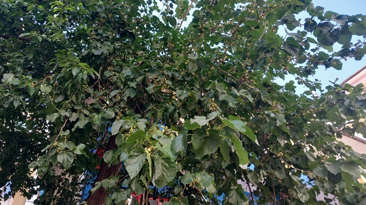 Diyarbakır’da dut zamanı!
