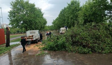Diyarbakır’da fırtına 370 ağacı devirdi