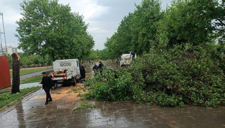 Diyarbakır’da fırtına 370 ağacı devirdi