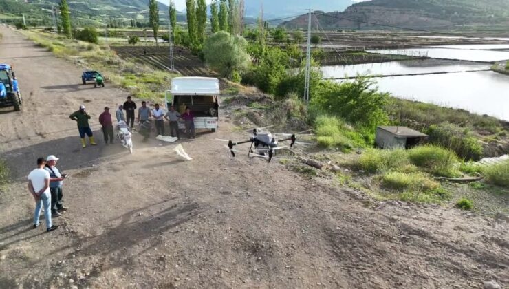 Dronla çeltik ekimi yaygınlaşıyor